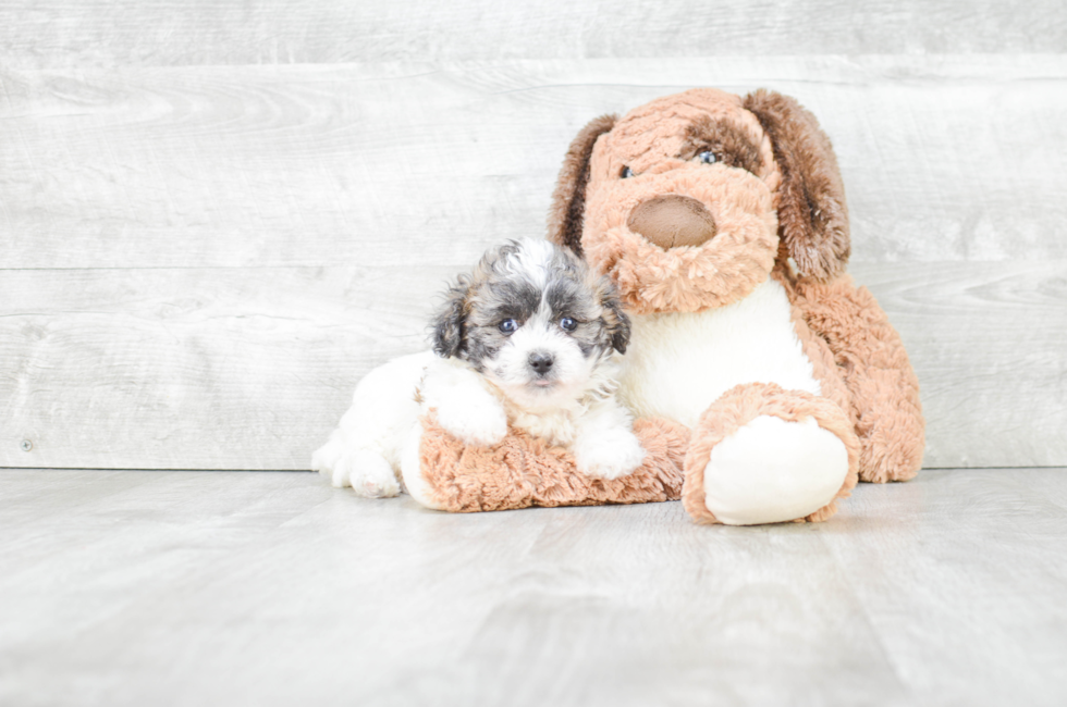 mini teddy bear puppies for sale near me