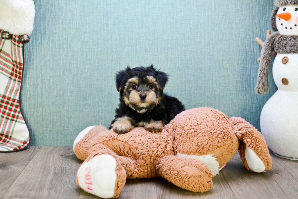 Energetic Yorkie Designer Puppy