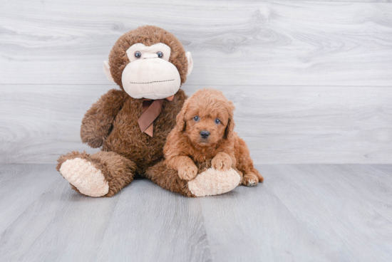 Hypoallergenic Golden Retriever Poodle Mix Puppy