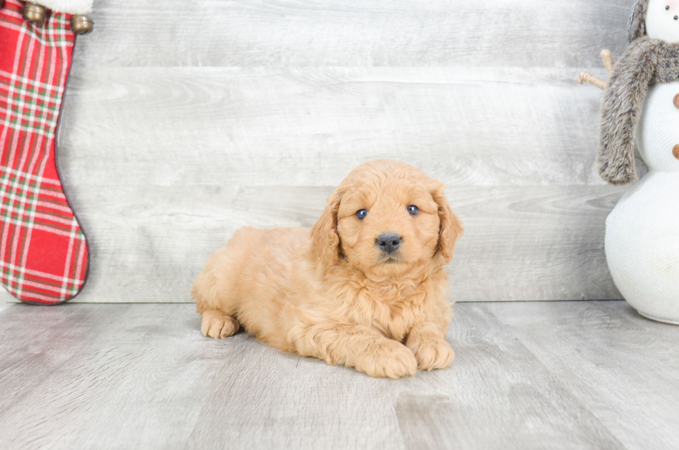 Mini Goldendoodles for Sale Near Me