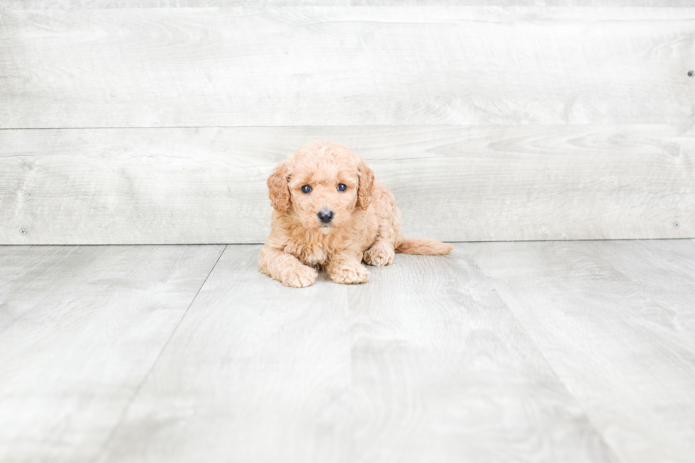 Meet Sheena - our Mini Goldendoodle Puppy Photo 2/3 - Premier Pups