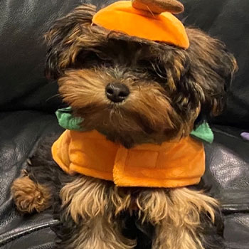brown and black yorkipoo dog wearing an orange outfit