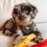 Adorable Mini Labradoodle Poodle Mix Pup