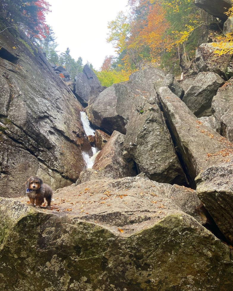 a mini bernedoodle on top of large mountain stones - how much mental stimulation do bernedoodles need versus physical activity