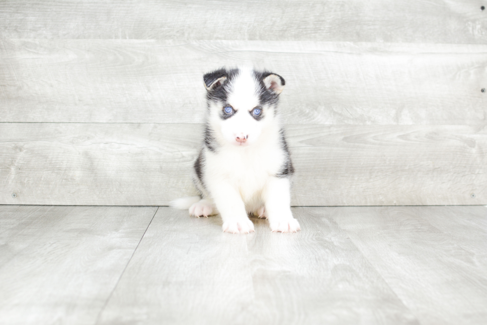 Meet Titan - our Pomsky Puppy Photo 4/4 - Premier Pups