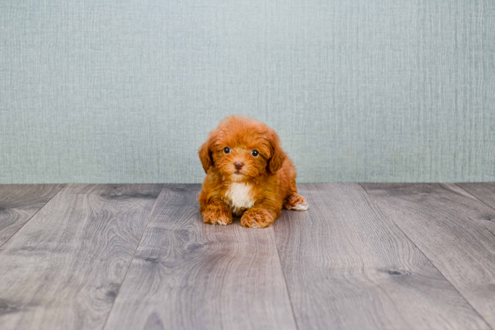 Adorable Pudle Purebred Puppy