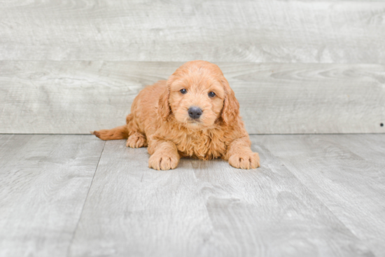 Smart Mini Goldendoodle Poodle Mix Pup