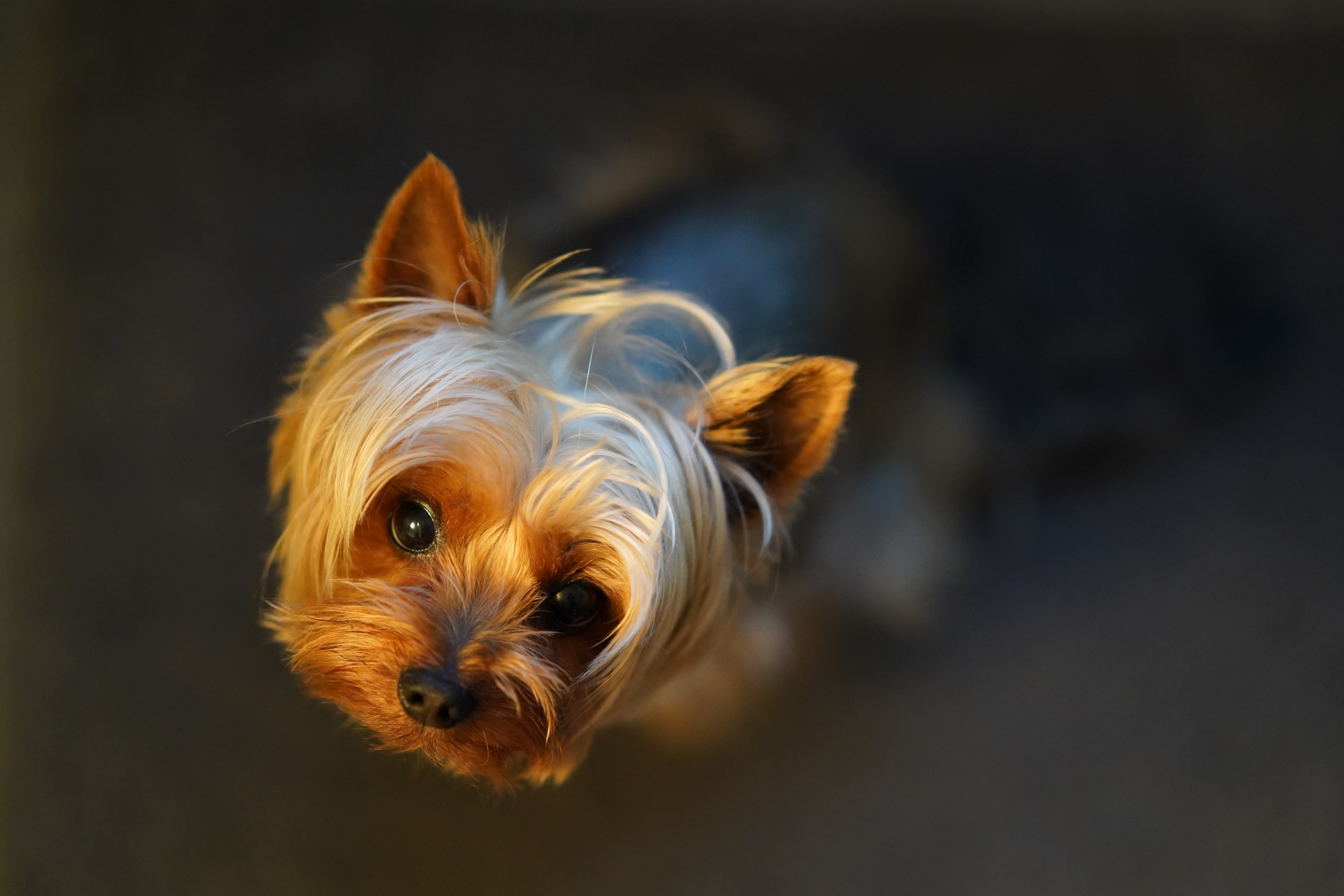 teacup Yorkshire terrier face close up