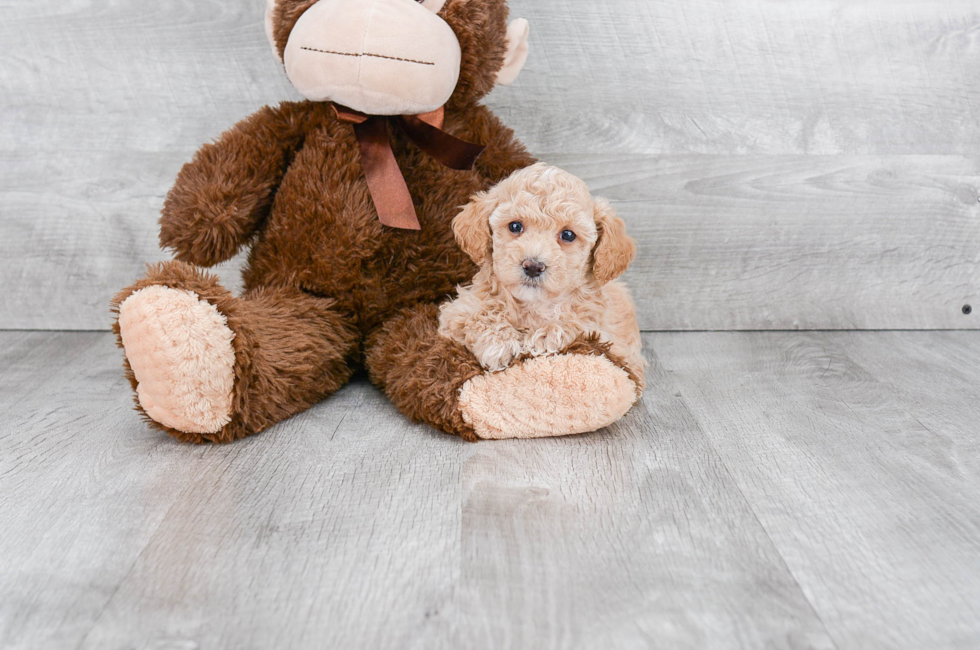 Poodle Puppies For Sale Small toy puppies for sale in Ohio