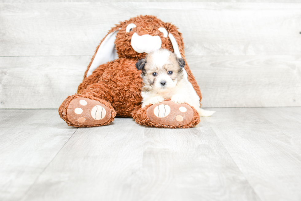 Meet Ace - our Teddy Bear Puppy Photo 1/3 - Premier Pups