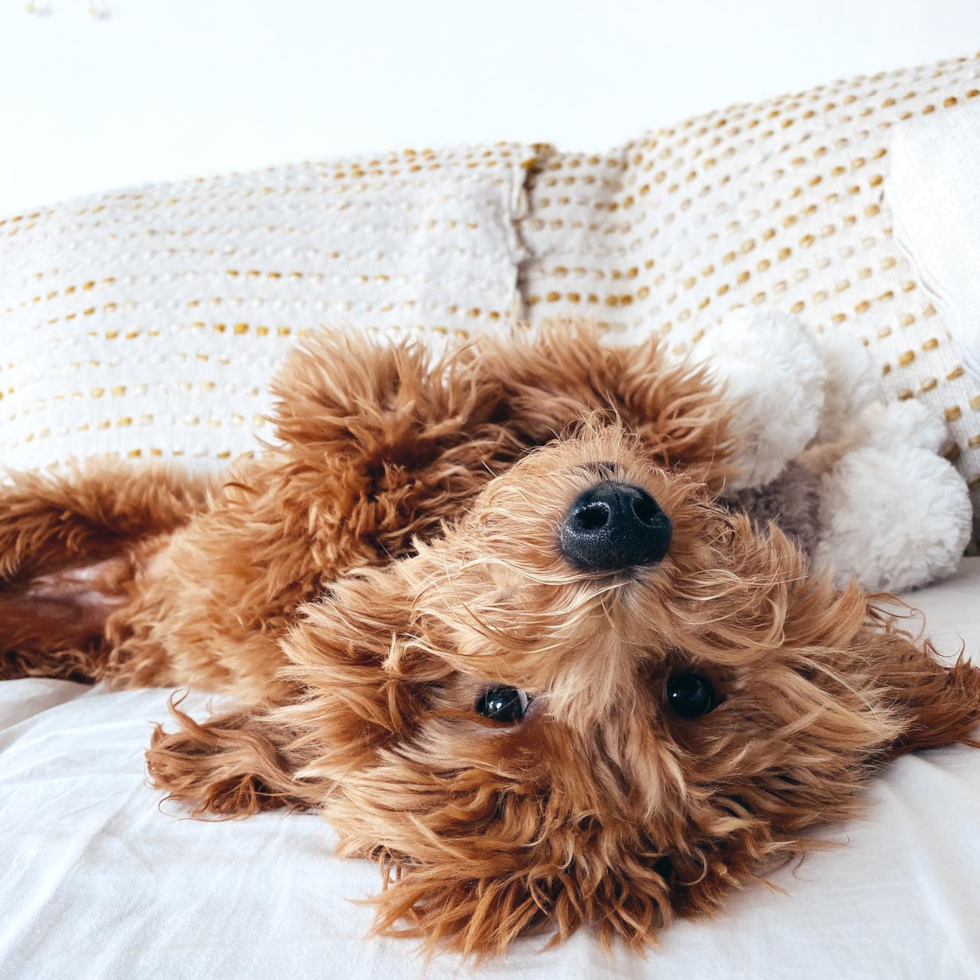 fluffy goldendoodle mini sitting on its back with its paws in the air and eyes focused on the camera