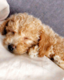 Sweet Poochon Poodle Mix Pup