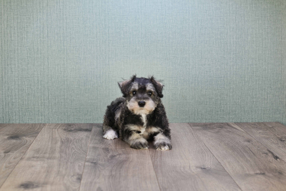 Mini Schnauzer Pup Being Cute