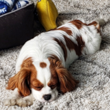Fluffy Cavalier King Charles Spaniel Purebred Pup