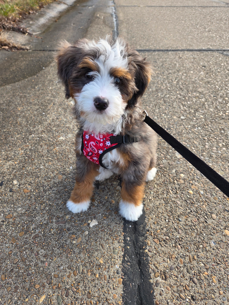tricolor mini bernedoodle - mini bernedoodle pros and cons premier pups