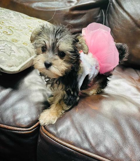 Black and Tan morkie dog wearing a pink dog outfit
