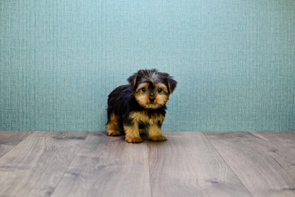 Meet Victoria - our Yorkshire Terrier Puppy Photo 