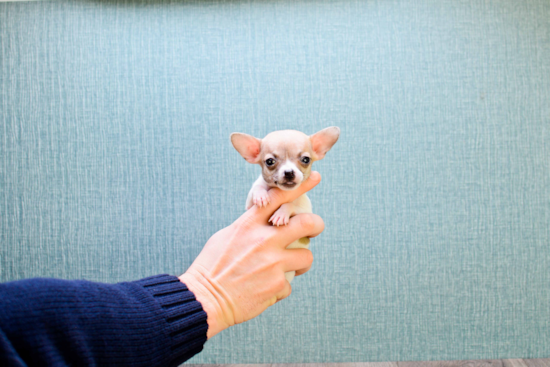 Best Chihuahua Baby