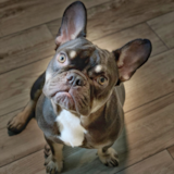 Puppy For Sale Premier Pups Popular French Bulldog Pup