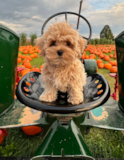 Friendly Maltipoo Pup Friendly Maltipoo Pup