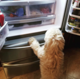 Playful Mini Goldendoodle Pup