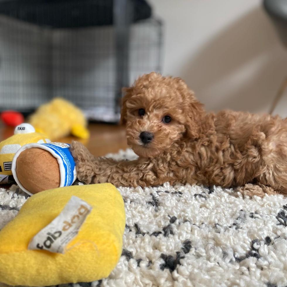 mini goldendoodle puppy sitting on a carpet surrounded by dog toys. mini goldendoodle life expectancy