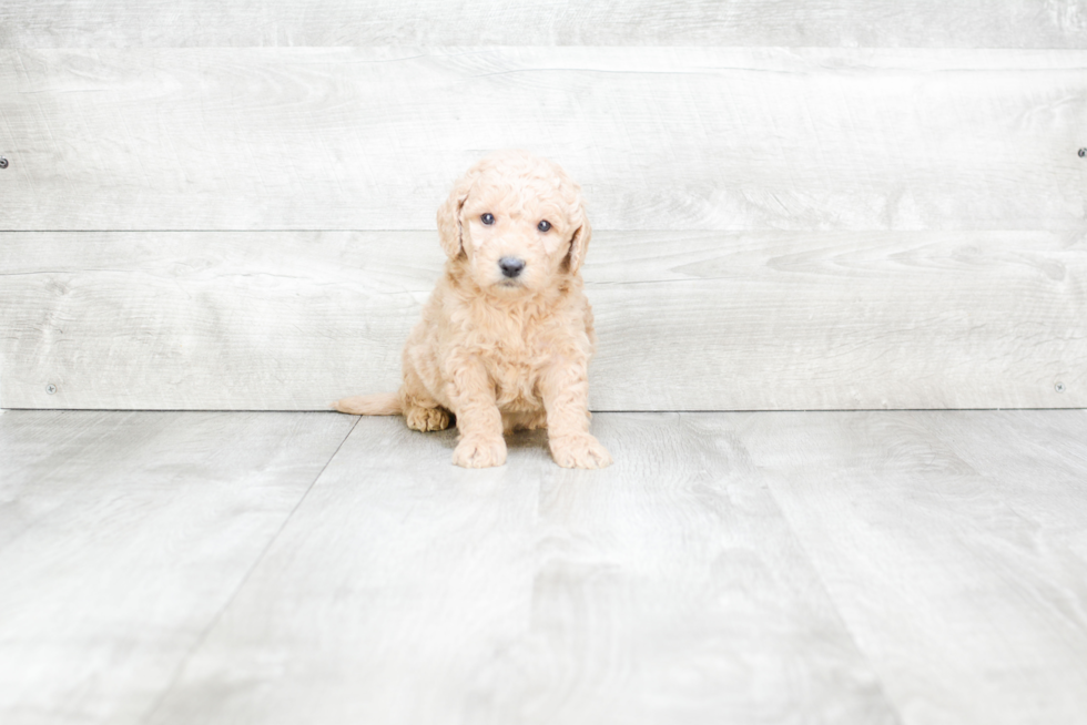 Meet Sonny - our Mini Goldendoodle Puppy Photo 3/3 - Premier Pups