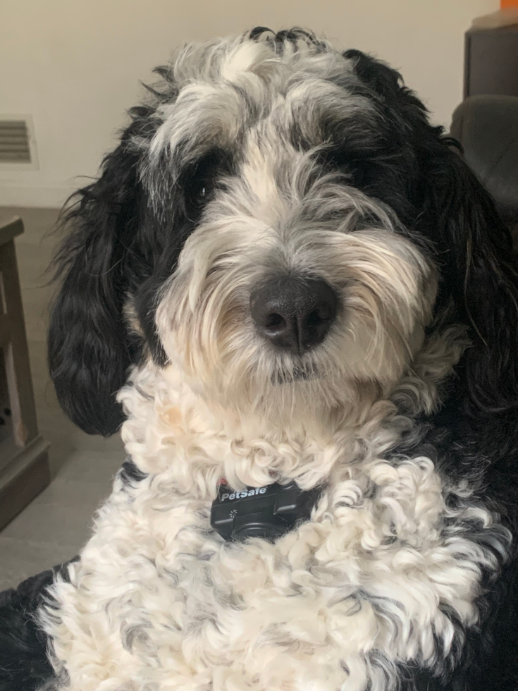 black and white parti mini bernedoodle with wavy hair 