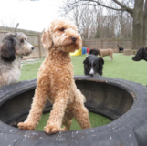 Mini Goldendoodle Being Cute