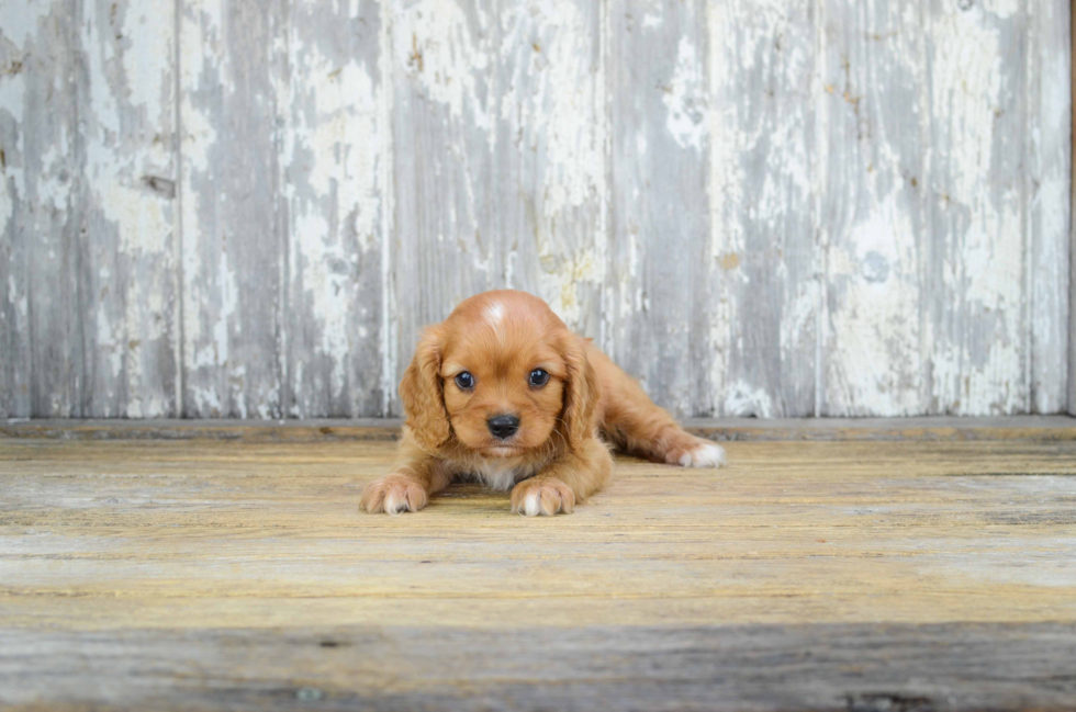 Little Cavalier King Charles Spaniel Purebred Pup