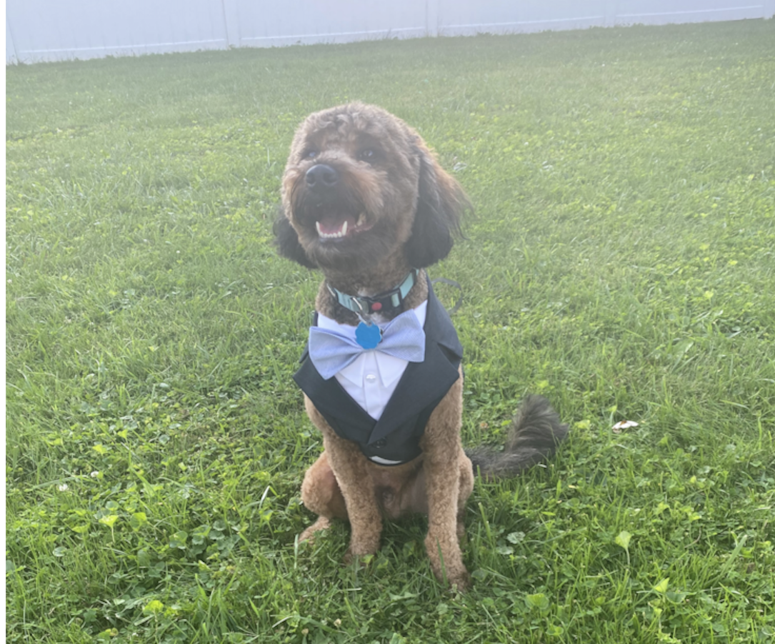 hypoallergenic mini bernedoodle with curly coat sitting on a lawn