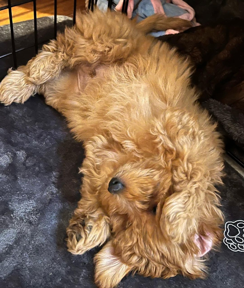 small mini goldendoodle puppy laying on its back in a crate