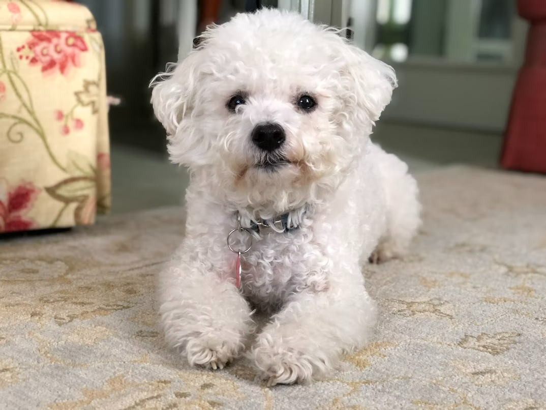 White Bichon Frise puppy with a cheerful expression