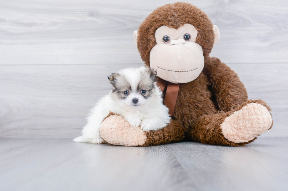 Pomeranian Puppies for Sale Online Comfortable US Shipping