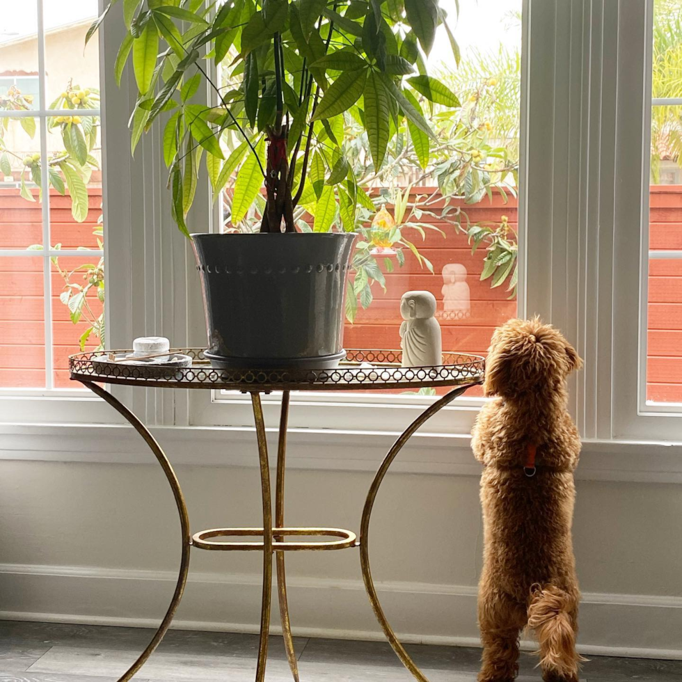 cavapoo dog looking out the window
