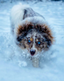 Puppy For Sale Premier Pups Pomsky Being Cute