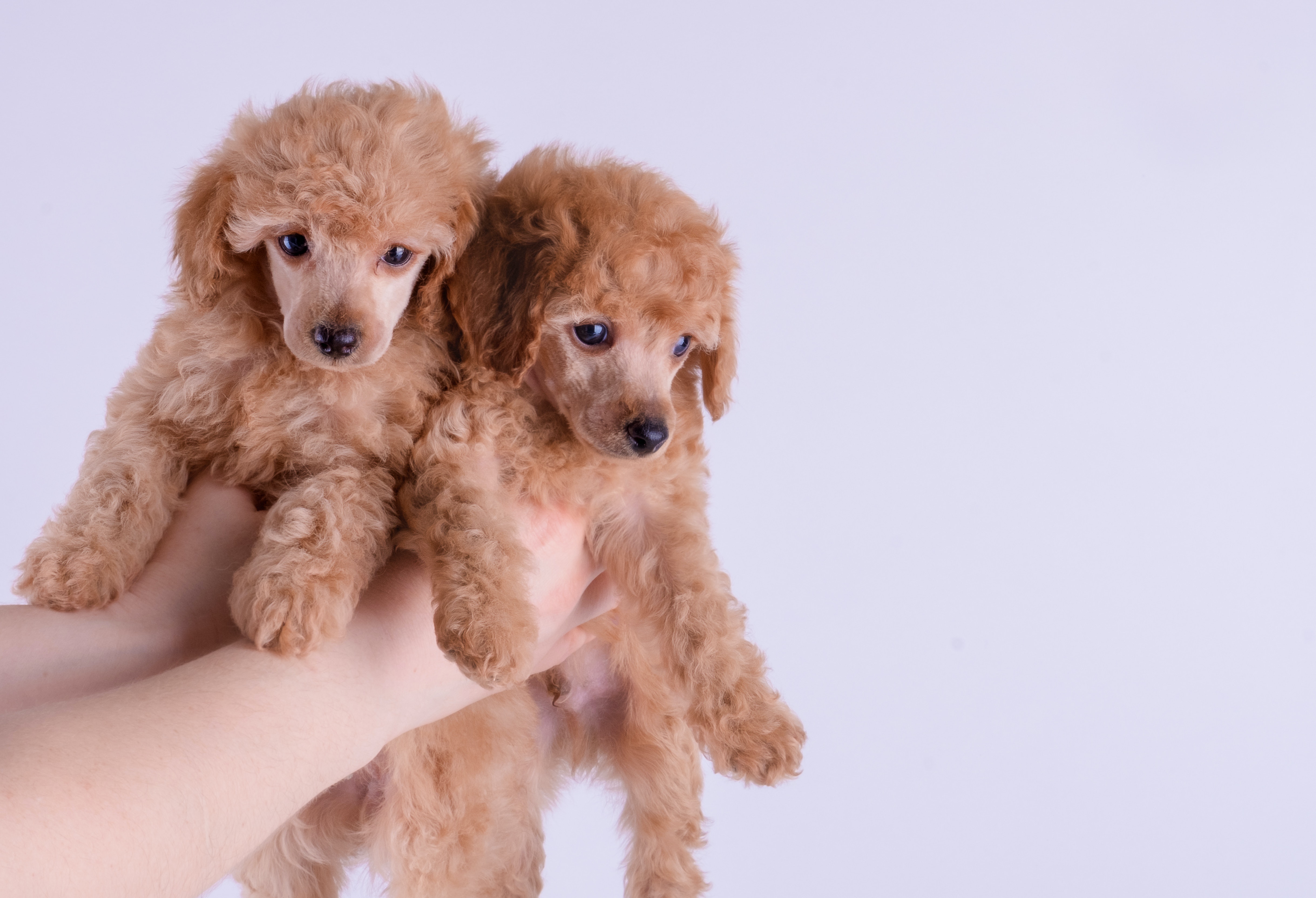 person holding up two mini poodles