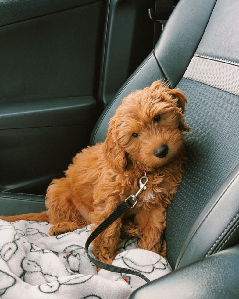 brown small Mini Goldendoodle puppy on a car ride