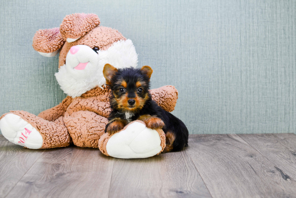Meet Jess - our Yorkshire Terrier Puppy Photo 
