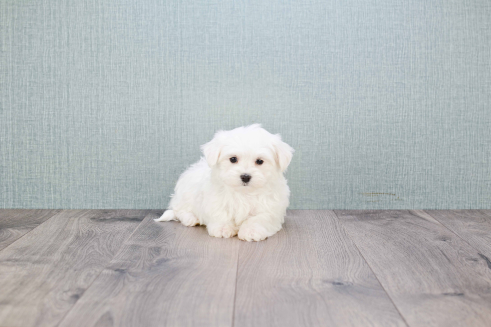 Small Maltese Purebred Pup
