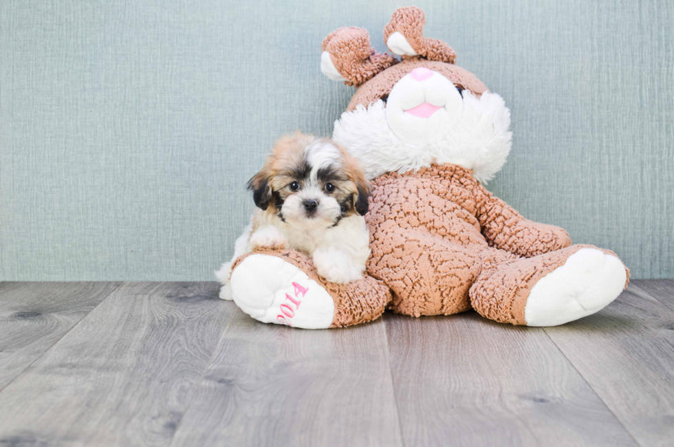 teddy bear puppy prices