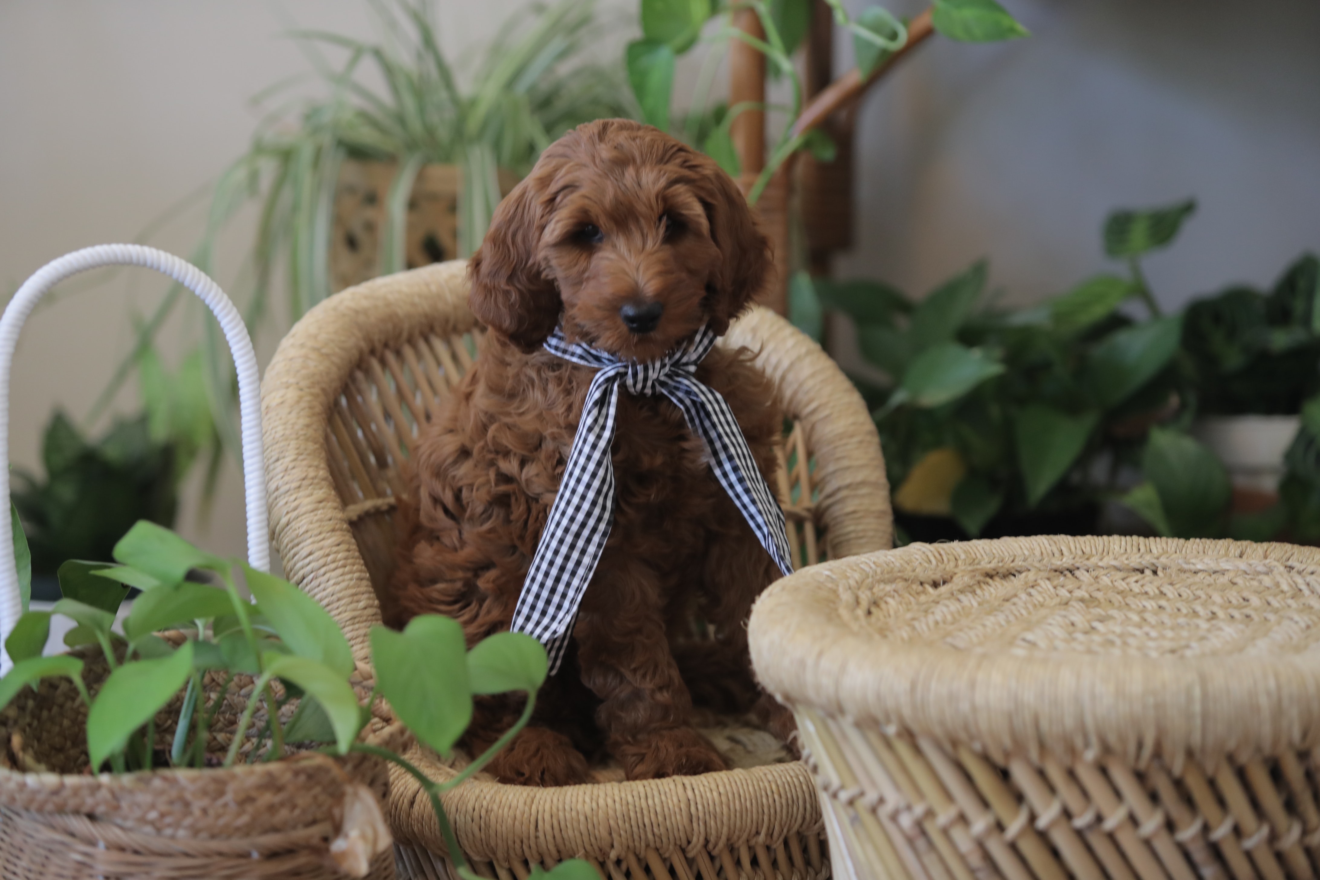 brown doodle puppy sitting on a wicker chair