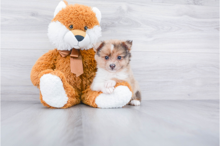 AUSSIE POM PUPPY