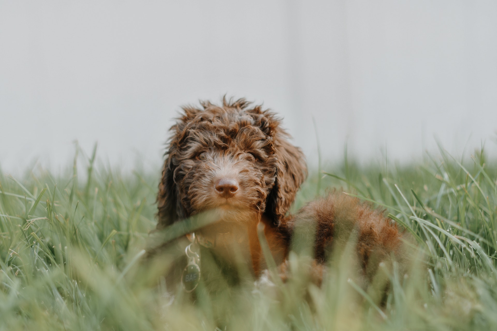 chocolate mini labradoodle sitting in the grass