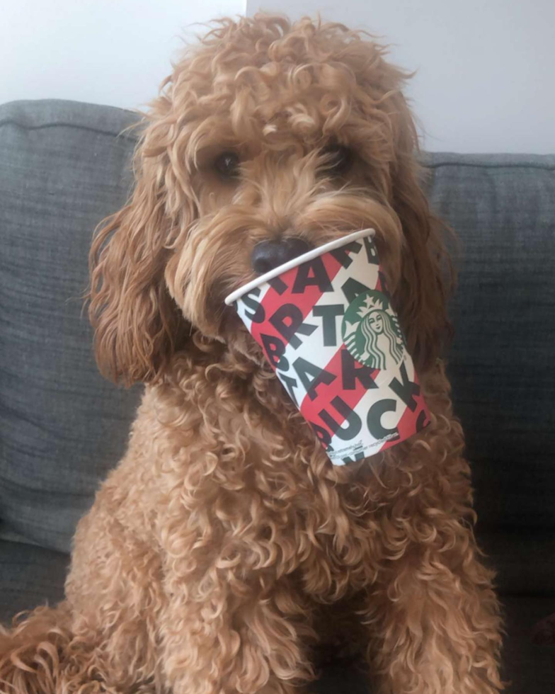 f2b cockapoo example of curly coat pattern - cockapoo standard size explained