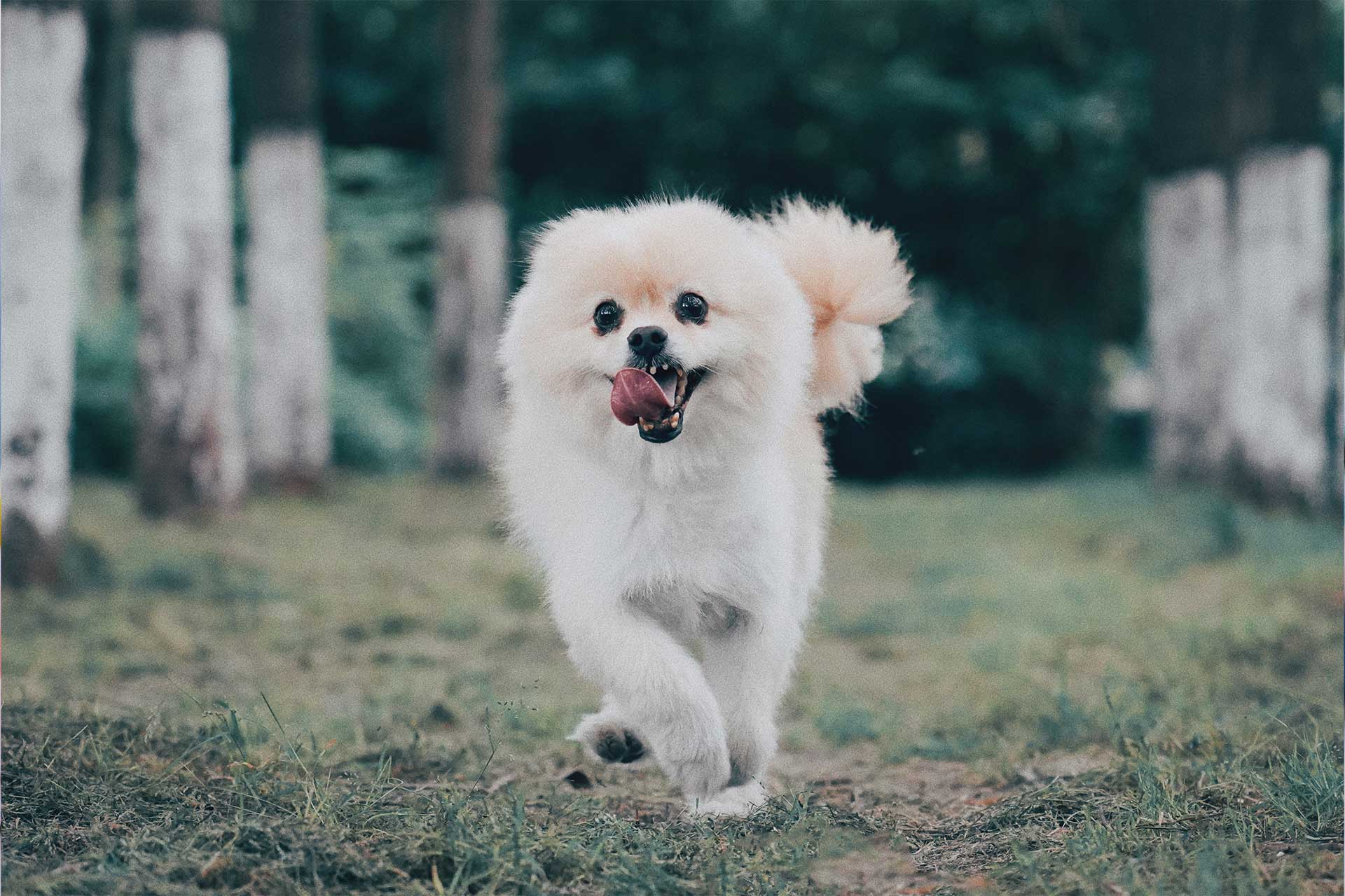 white Pomeranian adult dog running on grass