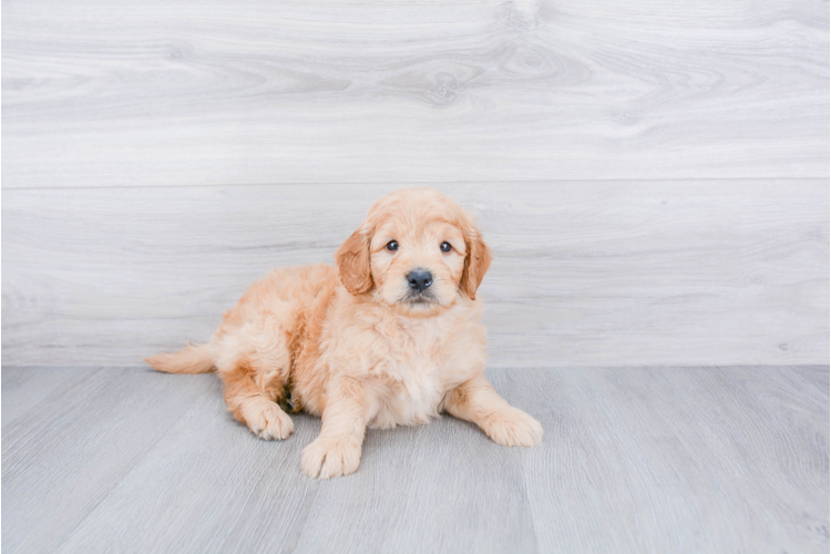 F1 MINI GOLDENDOODLE PUPPY