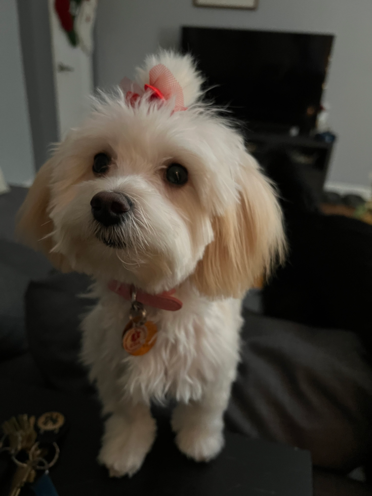 maltipoo with straight hair