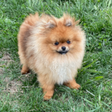 Fluffy Pomeranian Purebred Pup