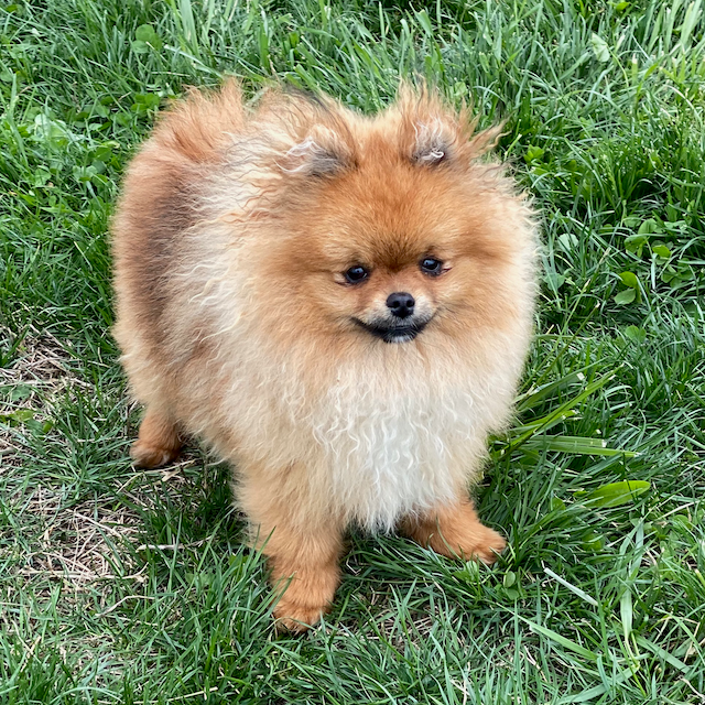 Cute Pomeranian Puppies for Sale